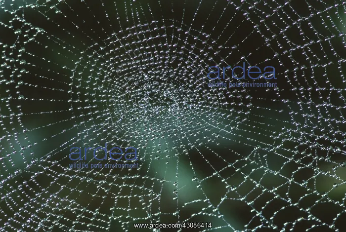  : Field Spider Web