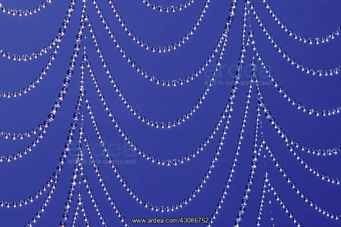: Field Spider Web : Field Spider Web