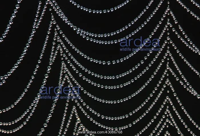 : Field Spider Web : Field Spider Web