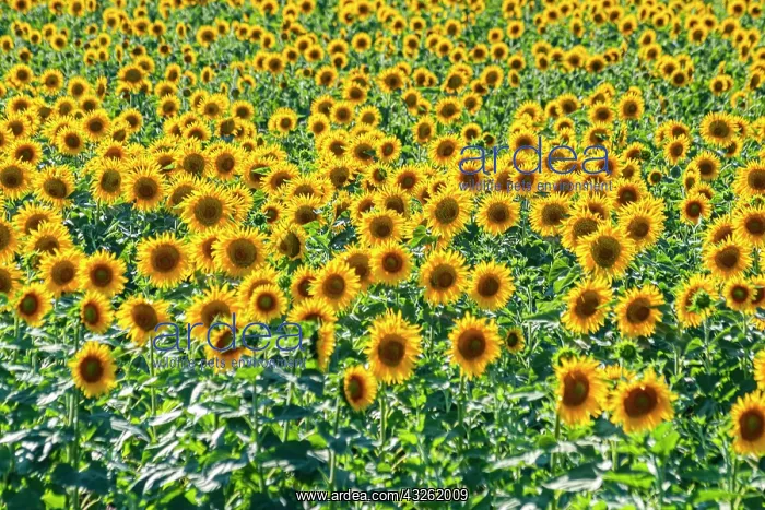 : Field of sun flowers, Orenburg Oblast, Russia, Europe : Field of sun flowers, Orenburg Oblast, Russia, Europe