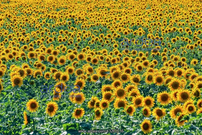 : Field of sun flowers, Orenburg Oblast, Russia, Europe : Field of sun flowers, Orenburg Oblast, Russia, Europe
