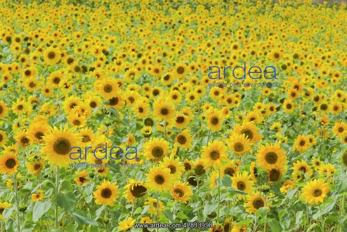 : Field of Sunflowers : Field of Sunflowers