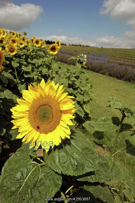 : Field of Sunflowers : Field of Sunflowers