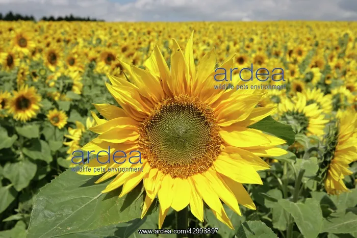 : Field of Sunflowers : Field of Sunflowers