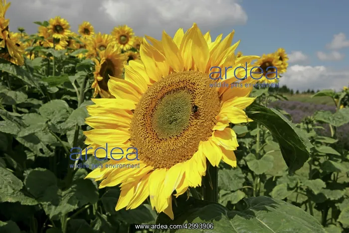 : Field of Sunflowers : Field of Sunflowers