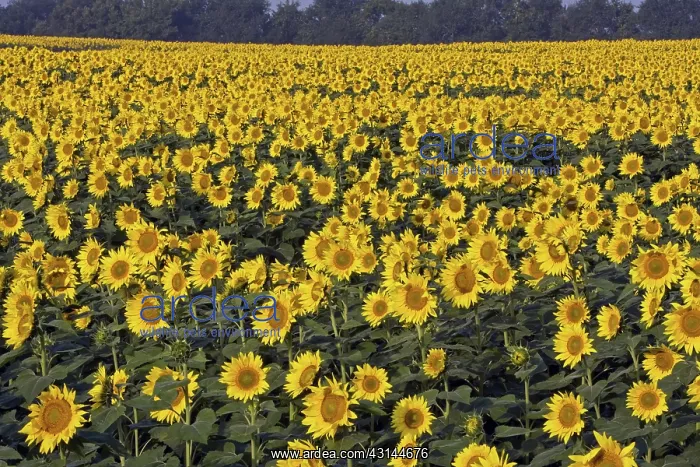 : Field of sunflowers : Field of sunflowers