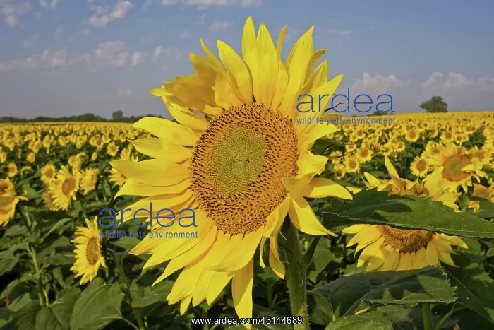 : Field of sunflowers : Field of sunflowers