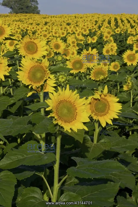 : Field of sunflowers : Field of sunflowers