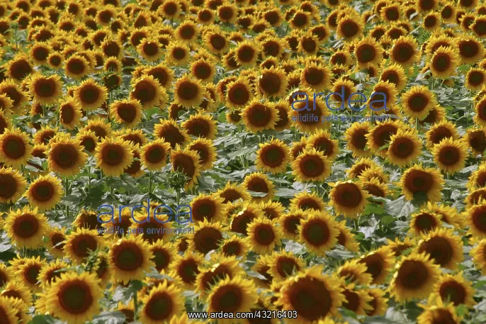 : Field of Sunflowers : Field of Sunflowers