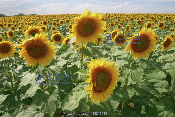 : Field of Sunflowers : Field of Sunflowers