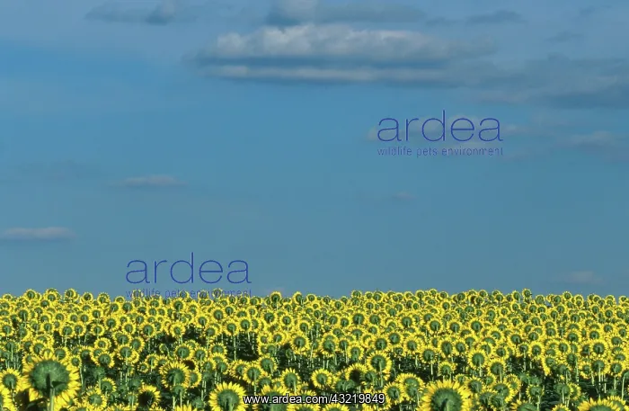  : Field of Sunflowers