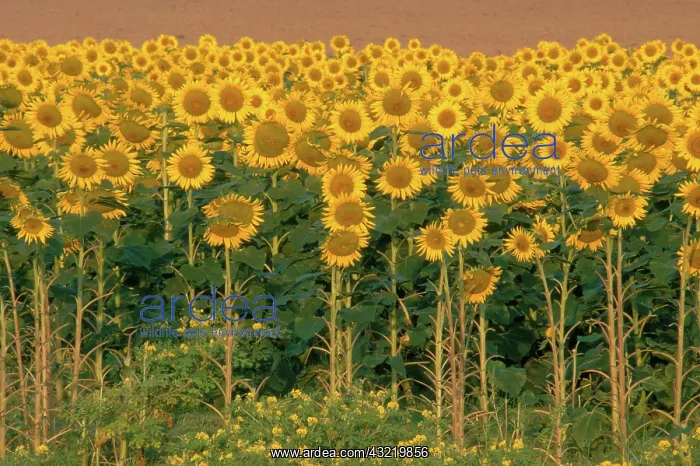 : Field of Sunflowers : Field of Sunflowers