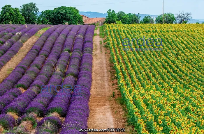: Field with sunflowers and a field with lavender : Field with sunflowers and a field with lavender