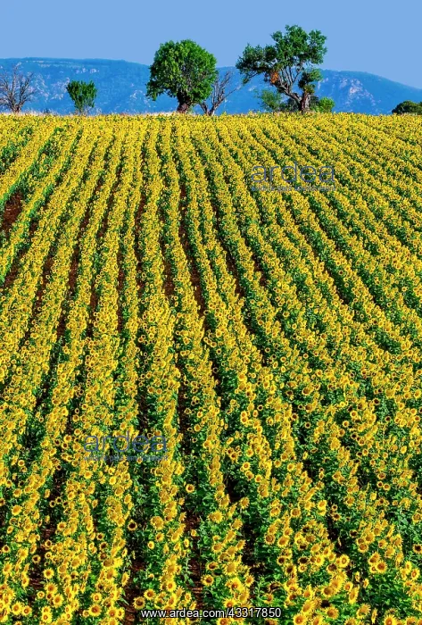 : Field of sunflowers (Helianthus annuus) against : Field of sunflowers (Helianthus annuus) against