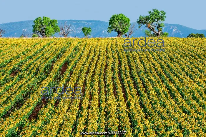 : Field of sunflowers (Helianthus annuus) against : Field of sunflowers (Helianthus annuus) against