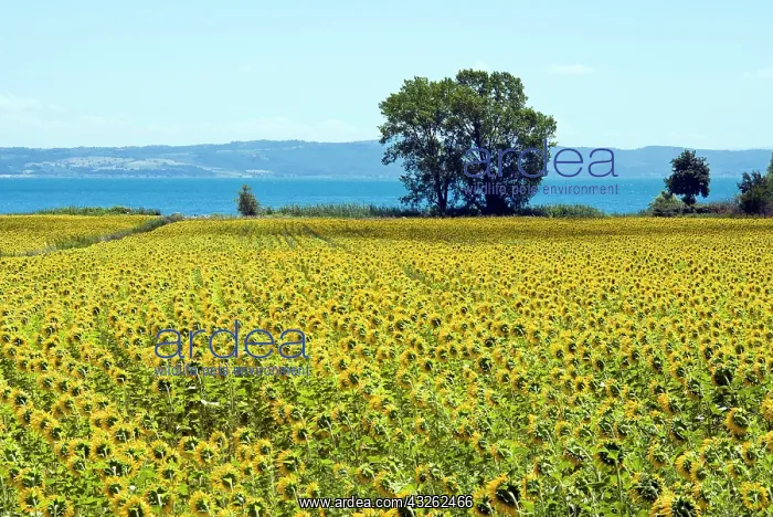 : Field of sunflowers, Lake of Bolsena, Bolsena : Field of sunflowers, Lake of Bolsena, Bolsena