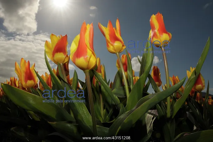 : Field of tulips close-up with backlight : Field of tulips close-up with backlight