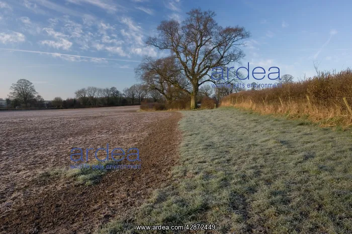 : Field with uncultivated grassland boundary, plus : Field with uncultivated grassland boundary, plus