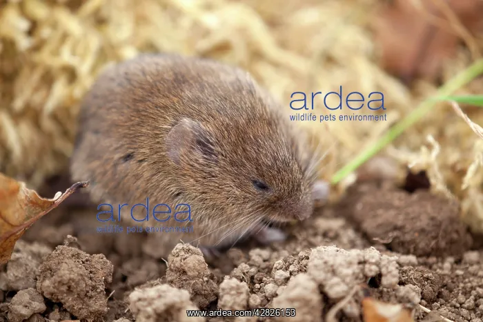  : Field Vole