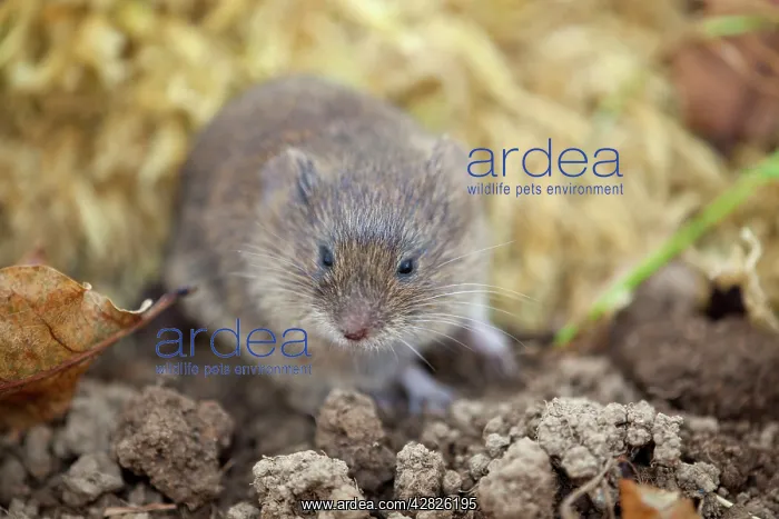  : Field Vole