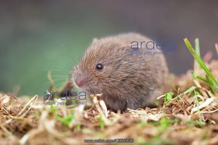 : Field Vole : Field Vole