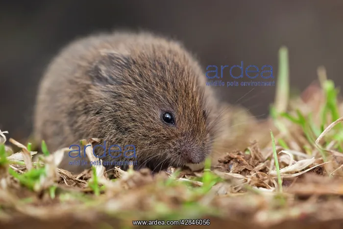 : Field Vole : Field Vole