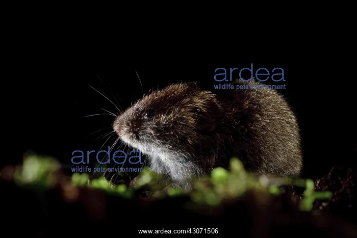 : Field Vole : Field Vole