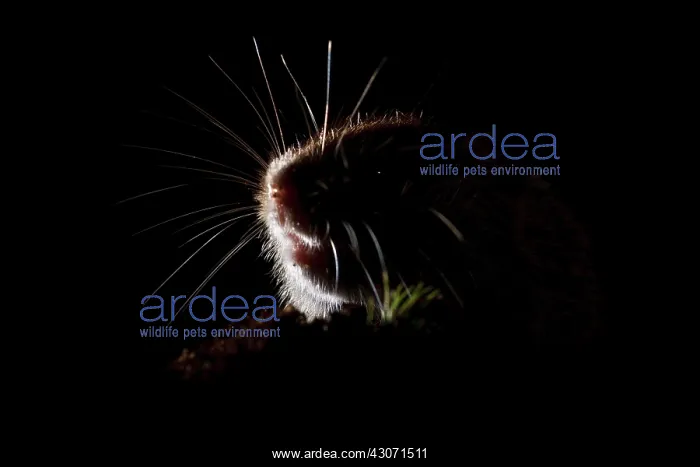 : Field Vole : Field Vole