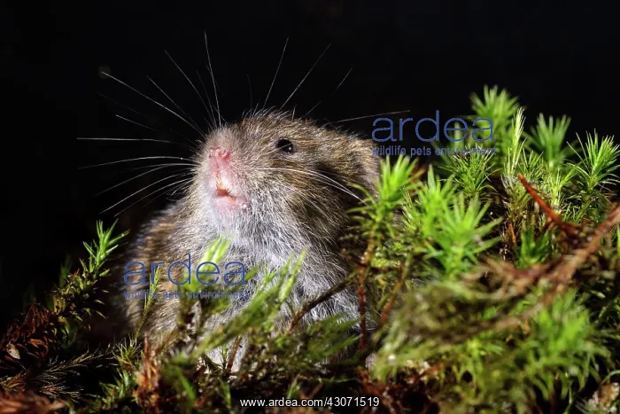  : Field Vole