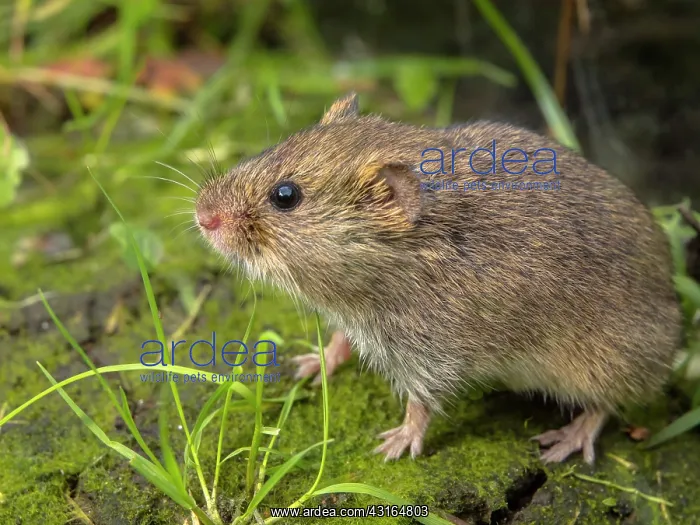 : Field Vole : Field Vole