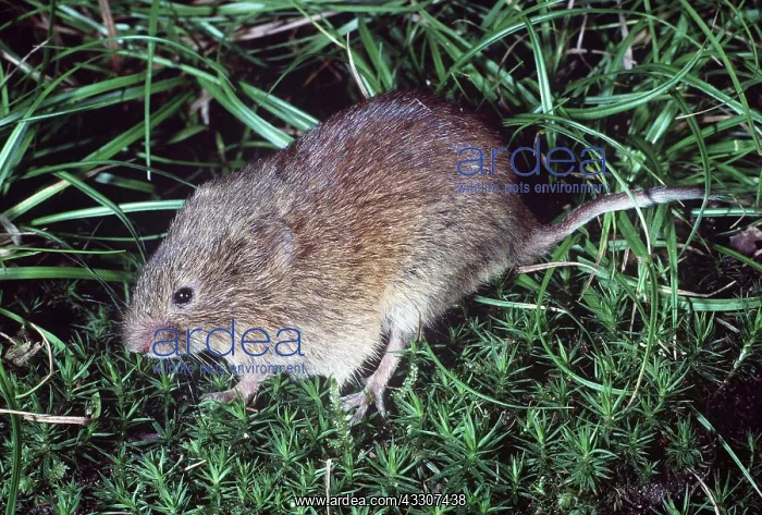 : FIELD VOLE : FIELD VOLE