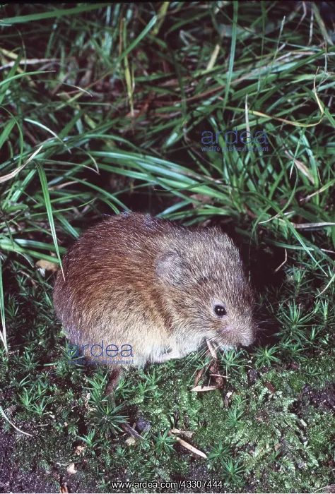 : FIELD VOLE : FIELD VOLE