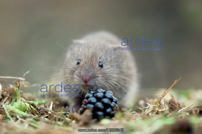 : Field Vole - with blackberry : Field Vole - with blackberry