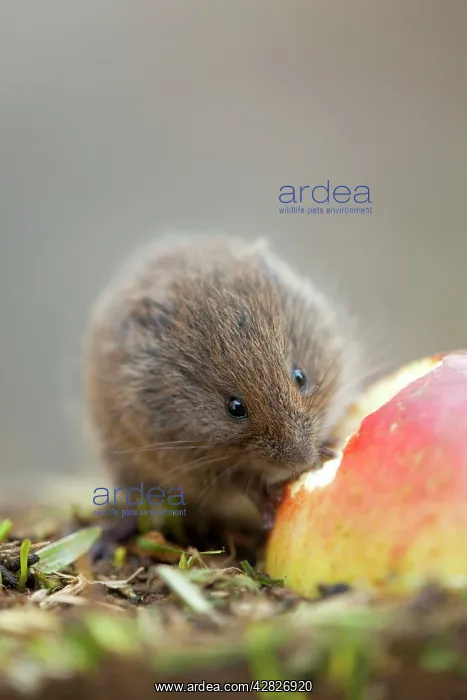 : Field Vole - eating apple : Field Vole - eating apple