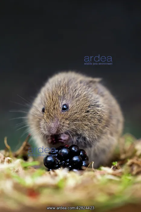 : Field Vole - eating blackberry : Field Vole - eating blackberry