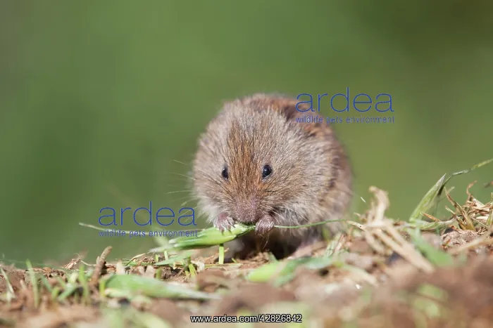 : Field Vole - eating grass : Field Vole - eating grass