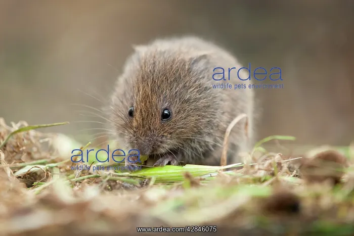 : Field Vole - eating grass : Field Vole - eating grass