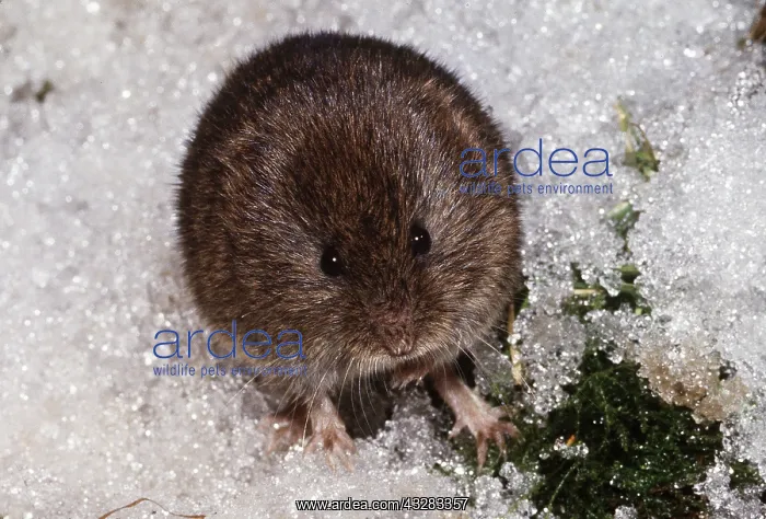 : FIELD VOLE - in ice : FIELD VOLE - in ice