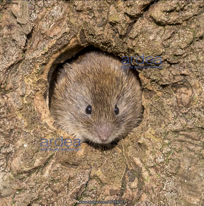 : Field vole (Microtus agrestis) inside an old tree : Field vole (Microtus agrestis) inside an old tree