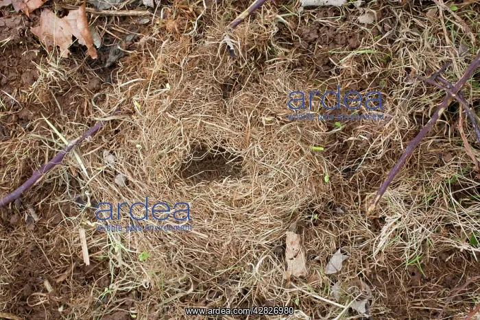 : Field Vole nest : Field Vole nest