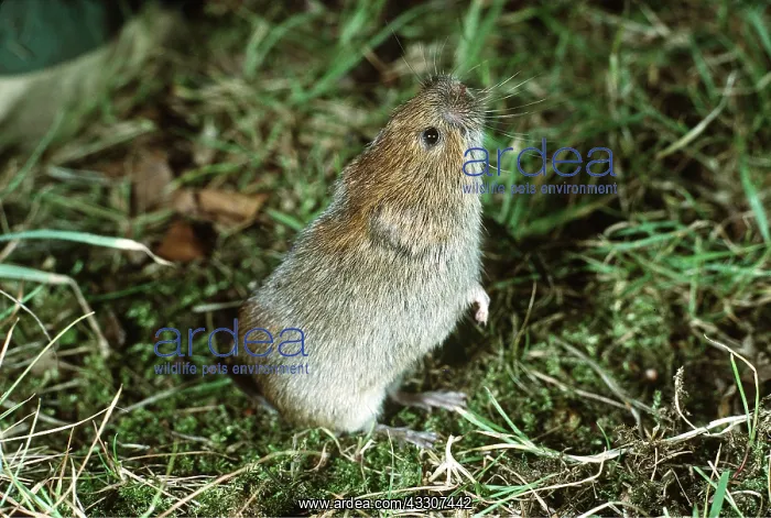 : FIELD VOLE - standing on back feet : FIELD VOLE - standing on back feet
