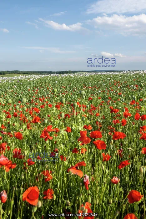  : Field with Waldviertel grey poppy, opium poppy (Papaver