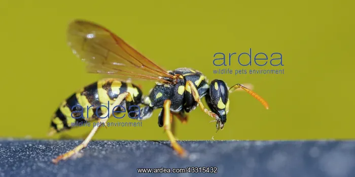 : Field wasp (Polistes dominula), Germany, Europe : Field wasp (Polistes dominula), Germany, Europe