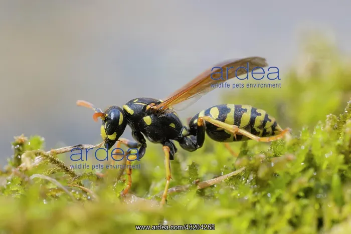  : Field Wasp (Polistinae) on moss, Germany, Europe