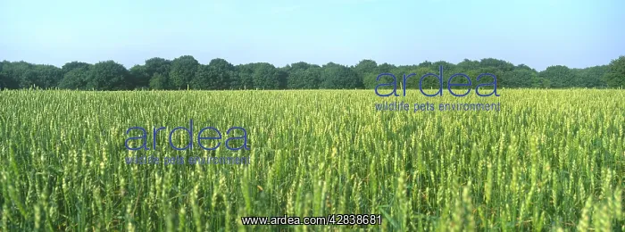  : Field of wheat, ripening