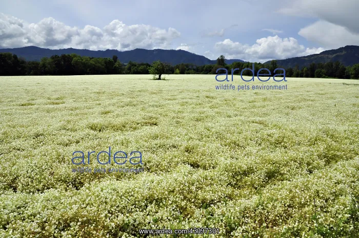 : Field of White Meadowfoam : Field of White Meadowfoam