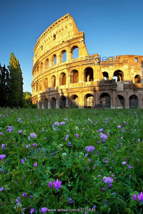 : Field of wildflowers below the Roman Coliseum : Field of wildflowers below the Roman Coliseum
