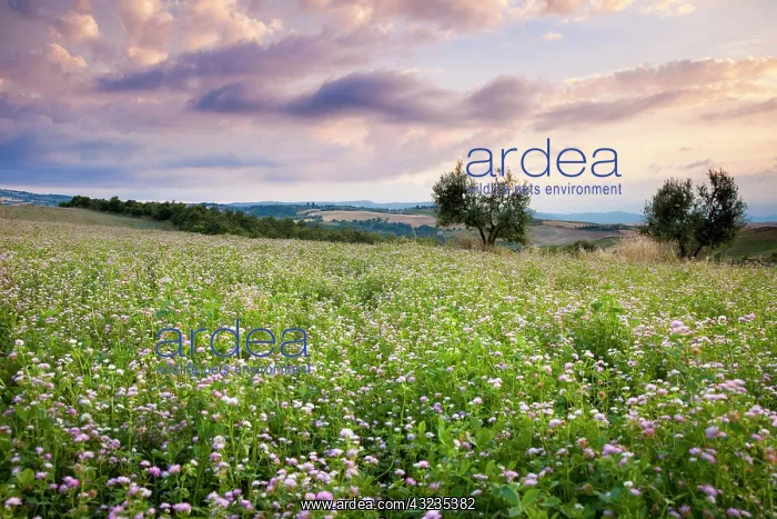 : Field of wildflowers at sunset near Pienza : Field of wildflowers at sunset near Pienza