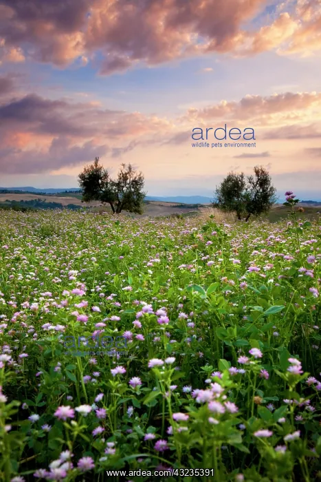  : Field of wildflowers at sunset near Pienza