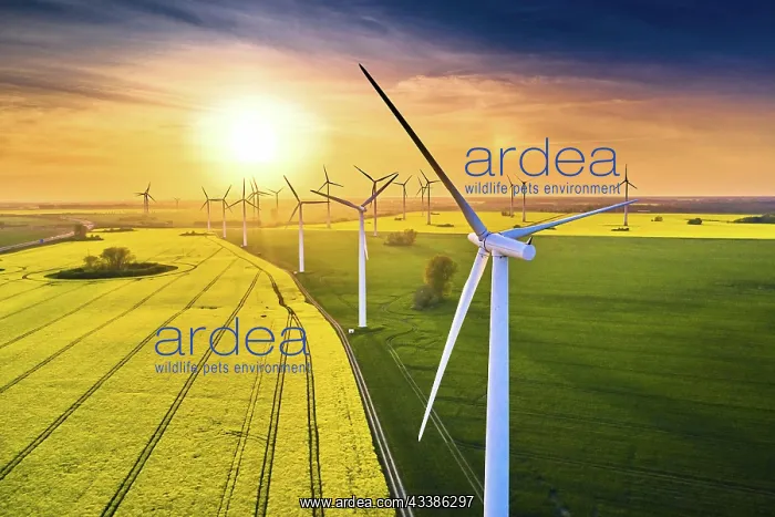 : Field of wind turbines in sunset in spring : Field of wind turbines in sunset in spring